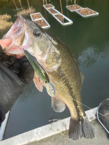 ラージマウスバスの釣果