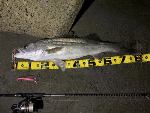 シーバスの釣果