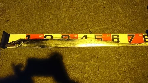 タチウオの釣果