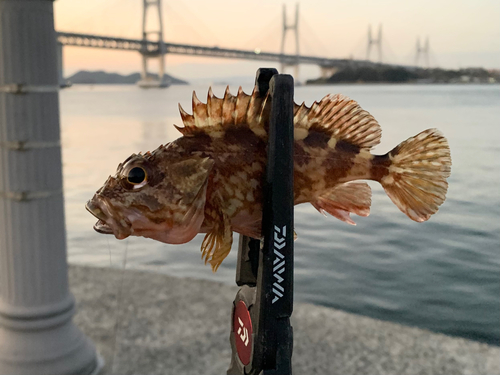 カサゴの釣果