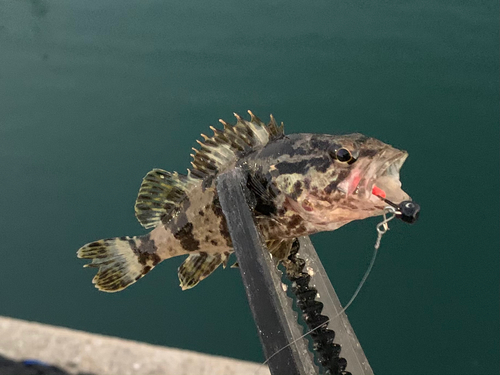 タケノコメバルの釣果