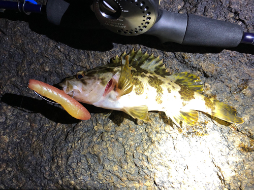 タケノコメバルの釣果