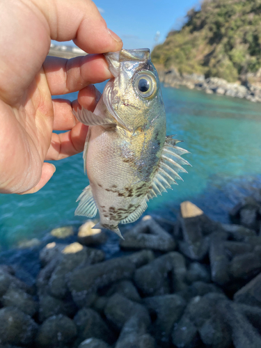 アオメバルの釣果