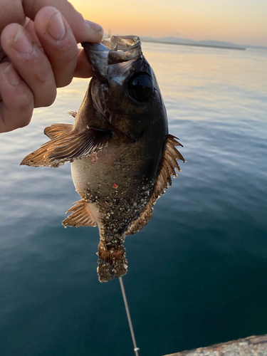 クロメバルの釣果