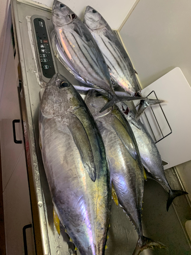 キハダマグロの釣果