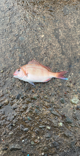 チャリコの釣果