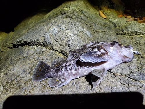 クロソイの釣果