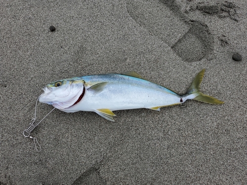 イナダの釣果