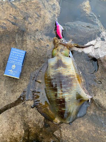 アオリイカの釣果