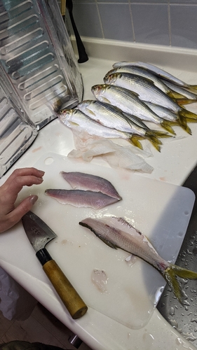 コノシロの釣果