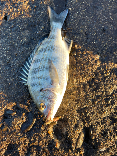 クロダイの釣果