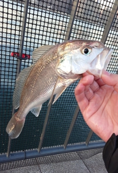 イシモチの釣果