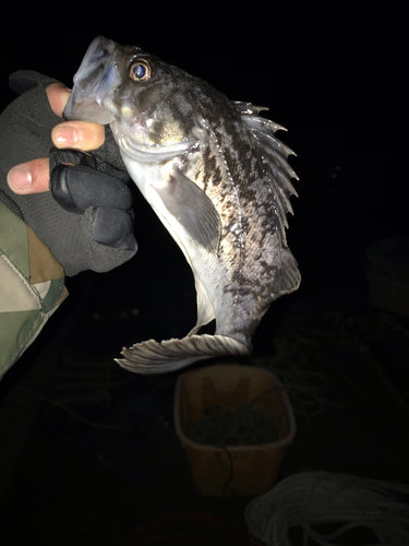 クロソイの釣果