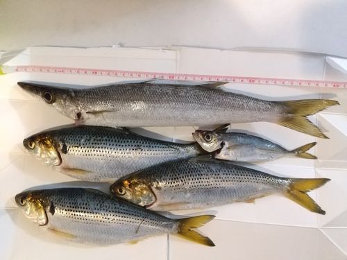 カマスの釣果