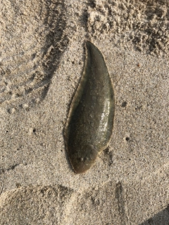 シタビラメの釣果