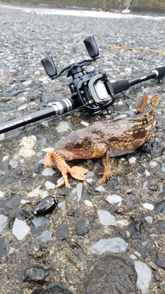 アイナメの釣果