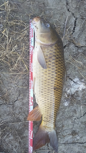 コイの釣果