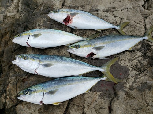 イナダの釣果