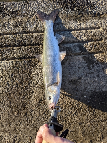 ウグイの釣果