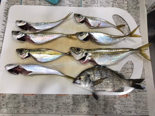 チヌの釣果