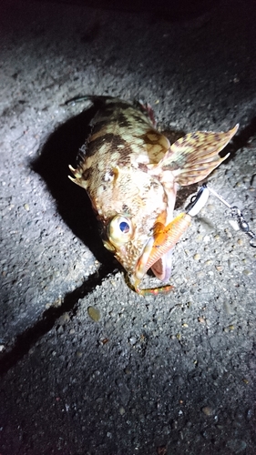 カサゴの釣果