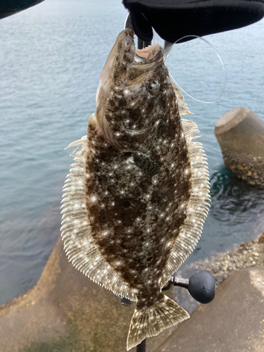 ソゲの釣果