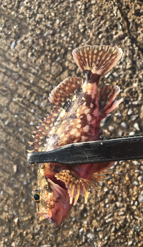 アラカブの釣果