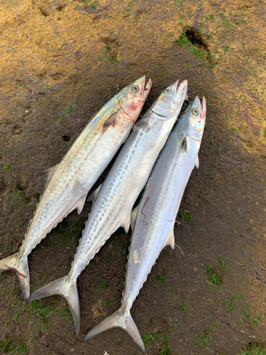 サゴシの釣果