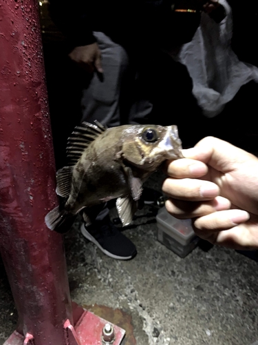 メバルの釣果