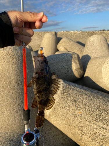 タケノコメバルの釣果