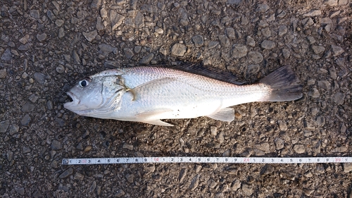 イシモチの釣果