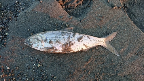 コノシロの釣果