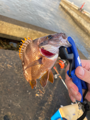 フエダイの釣果