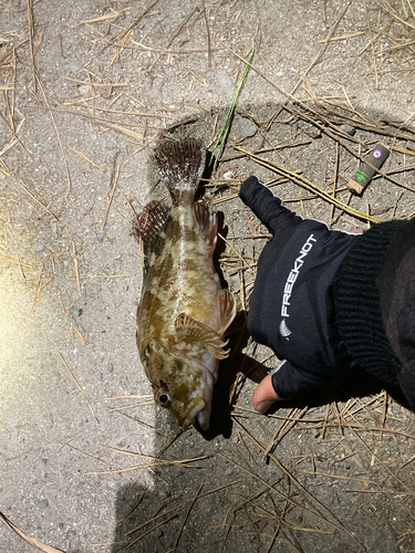 カサゴの釣果