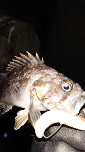 クロソイの釣果