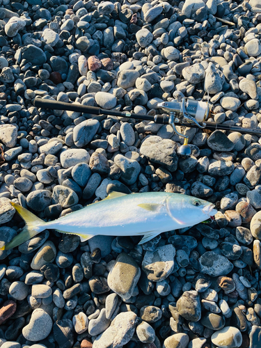 ヤズの釣果