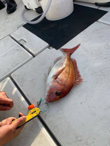 タイの釣果