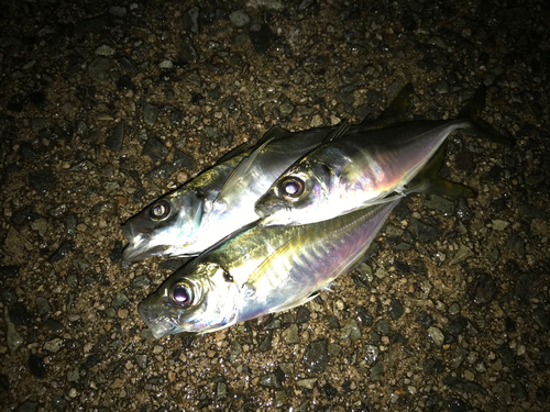 アジの釣果