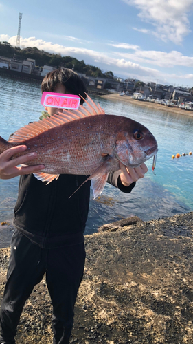 マダイの釣果