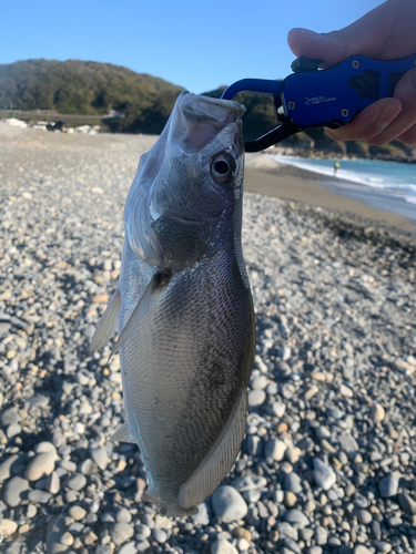 ニベの釣果