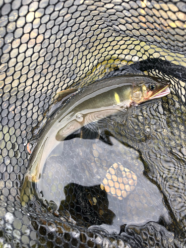 アユの釣果