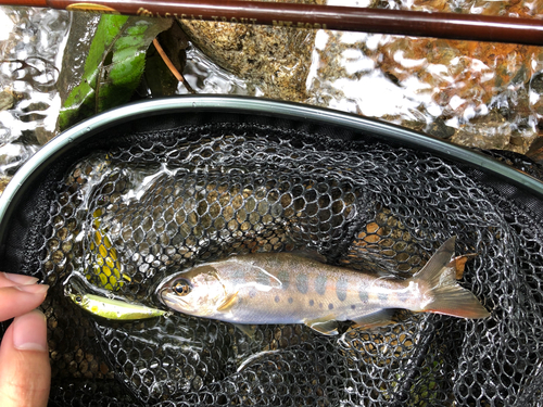 イワナの釣果