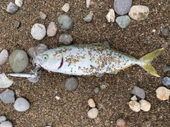 ショッコの釣果