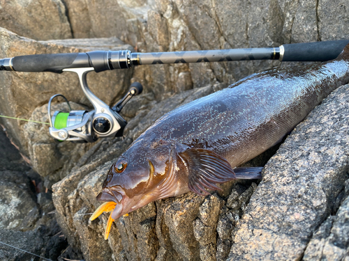 アイナメの釣果