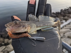 マハゼの釣果