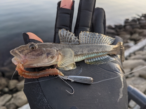 マハゼの釣果