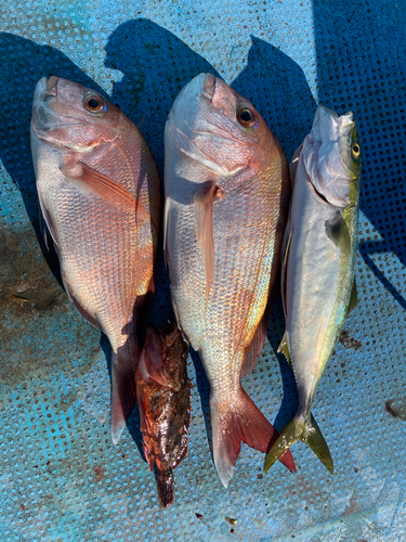 マダイの釣果