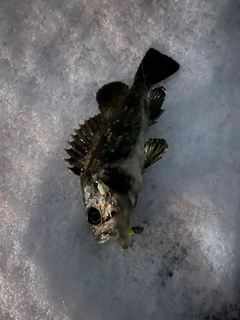 クロソイの釣果