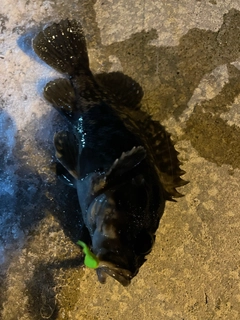 オウゴンムラソイの釣果