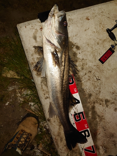 シーバスの釣果